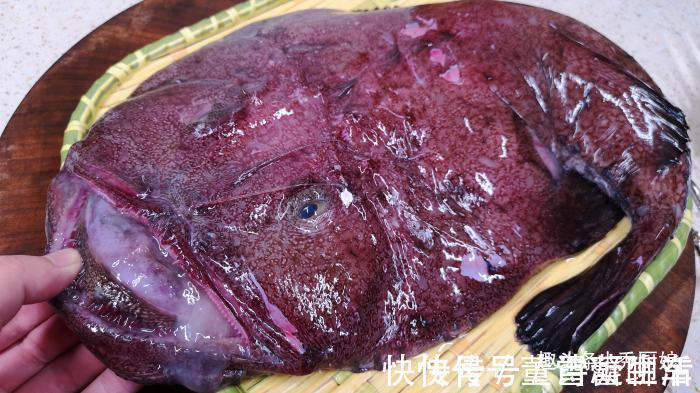 蛤蟆鱼|入秋后,遇到此鱼别不懂吃,营养极高,女性要多吃,炖豆腐吃最香