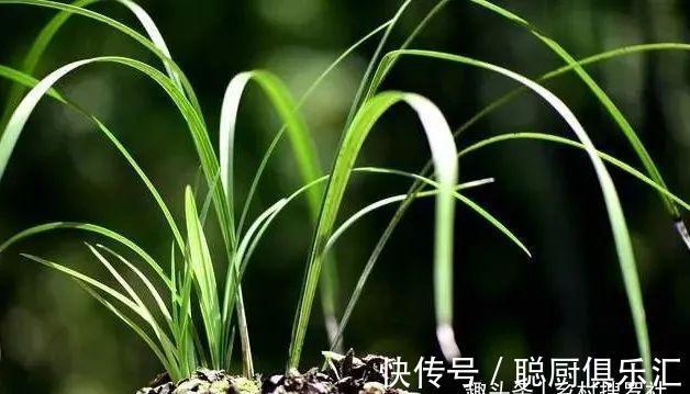 用草木灰养兰花,效果究竟怎样?用对的兰苗旺盛,用错就烂根腐苗