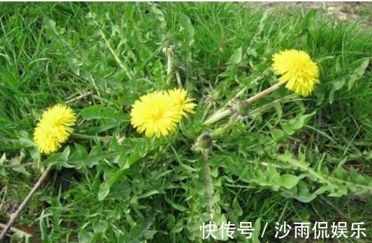 神农本草经|生活中“最苦”的三个蔬菜,营养价值却很高,可惜很多人不喜欢吃