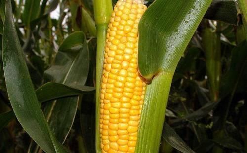 食物|女性不想早衰老,多吃3种食物,补充营养,调理肠胃,增强体质