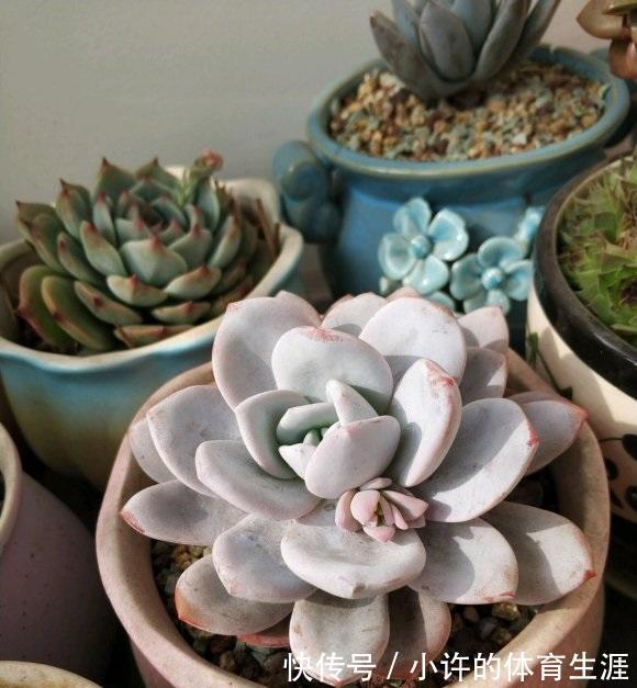 没有露台,不要养景天多肉,指定养不好,要么徒长要么化水