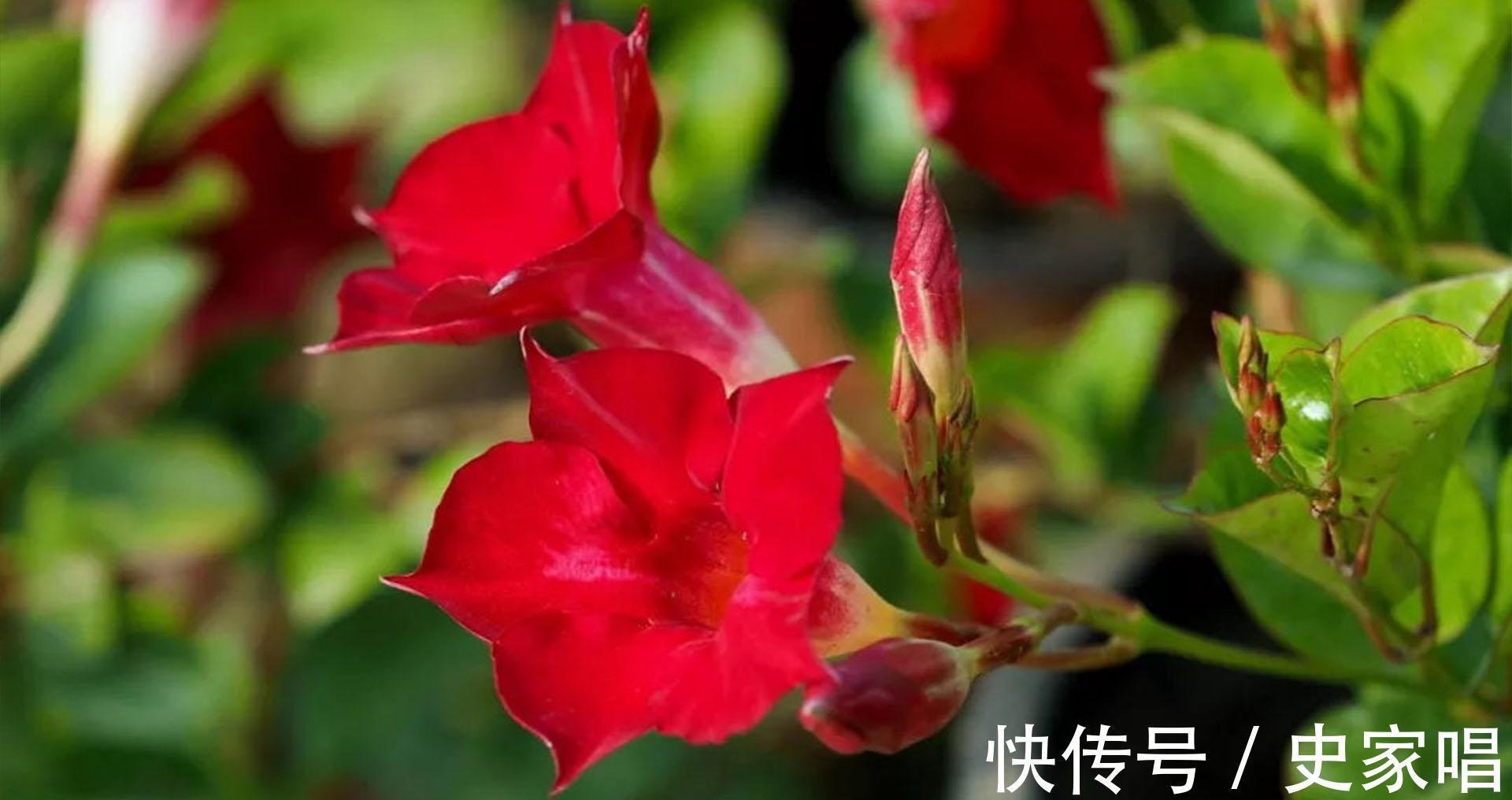 飘香藤秋末开花,这时候养护不注意,可能会元气大伤,冬季变光杆