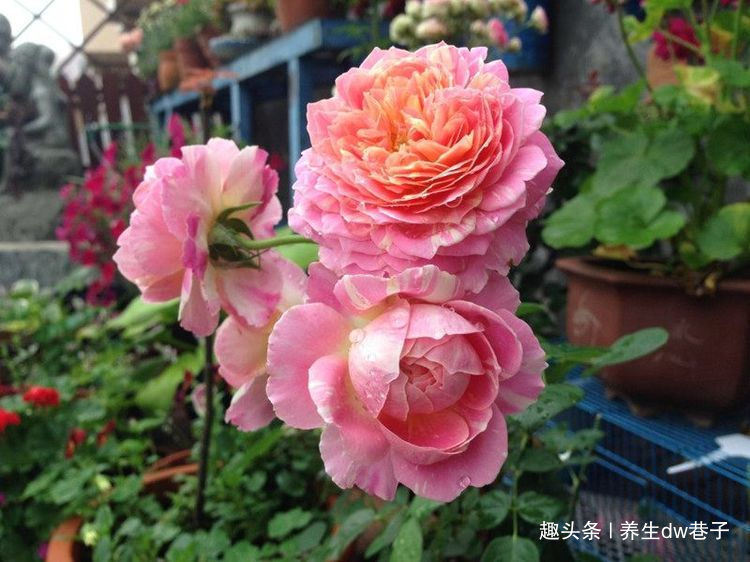 最值得入手的爬墙植物，四季开花不断，漂亮又好养，赏花又闻香