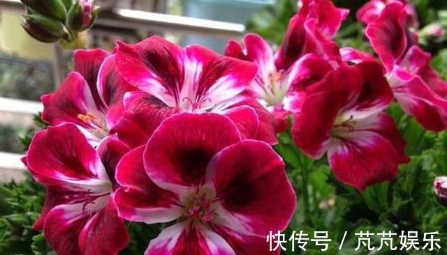 养花不用花钱,这3种花简单“扦插”,没几天就生根发芽,爱开花