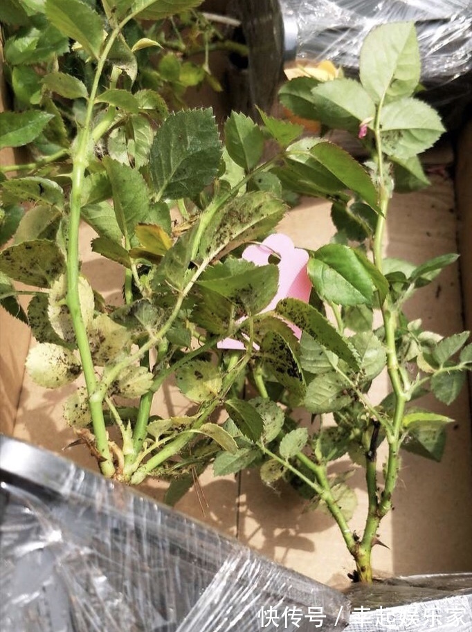 你扔掉的月季、蝴蝶兰,被我捡回来,养了1个月,嗖嗖冒“花芽”
