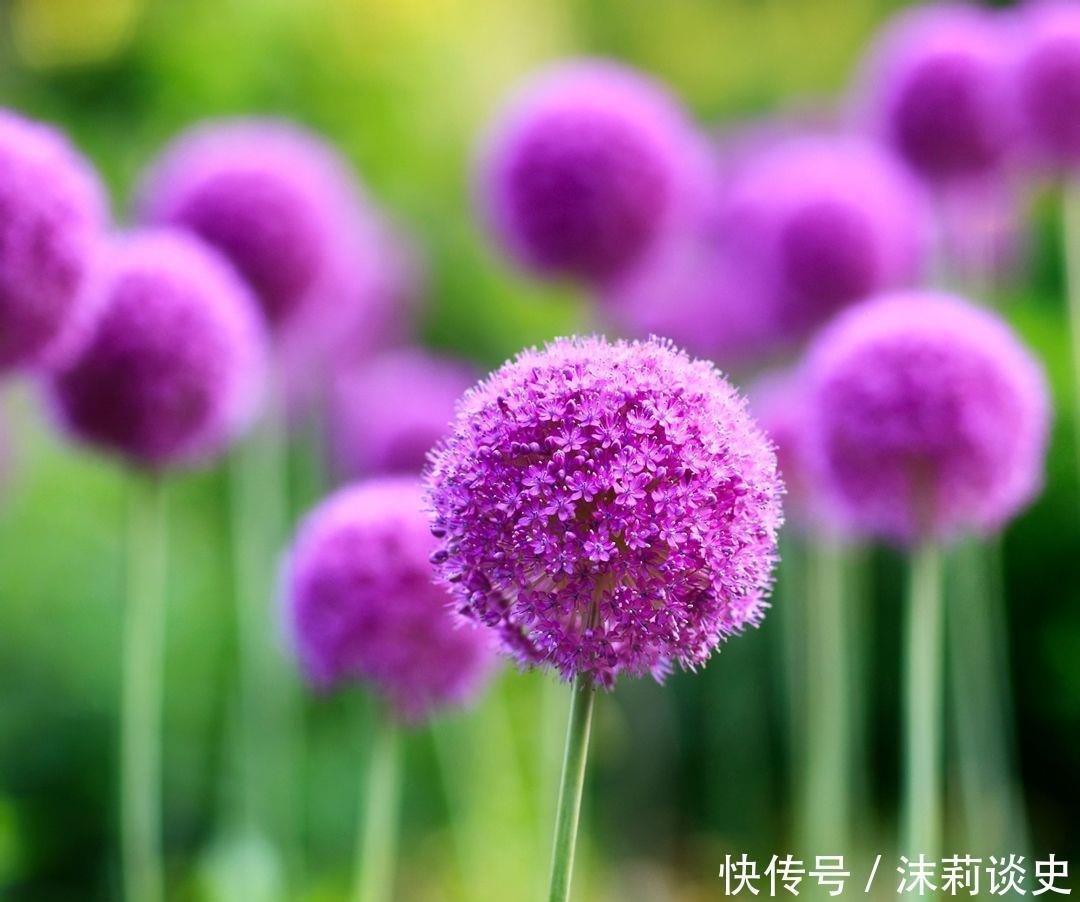 4种耐阴花,没有阳光也能生长健壮,开花多多,非常好养