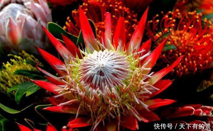 阳台养花,不妨养这4款植物,好养易爆盆,简单易成活,纯洁美