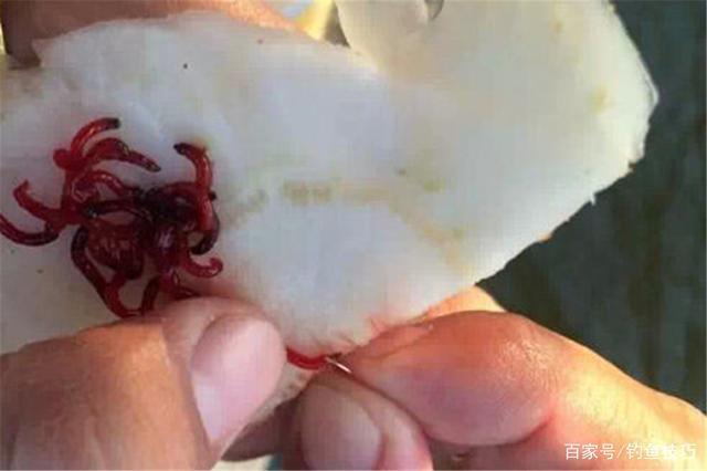 冬钓板鲫,用饵不当会没口,这三种饵料排名前三,气温再低都有口