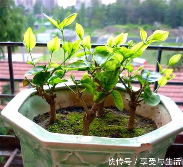 春天养茉莉,下狠手剃光头,1年开5次,次次爆盆香气浓!