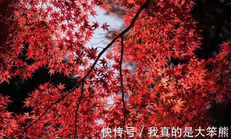 桃花|2021年下半年桃花盛开，4生肖顺利摆脱单身，获得美满爱情