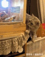 |搞笑GIF趣图:有趣的灵魂碰撞出生活的火花!你想起了谁呢?