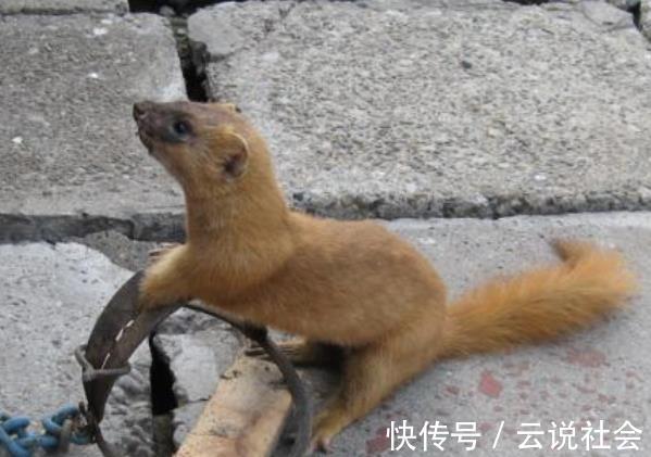 黄鼠狼|为什么农村老人说黄鼠狼不能杀？科学证明，原来并不是迷信