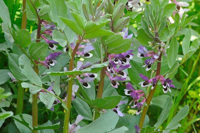 止咳|咳嗽的13个民间秘方，太全了，通治一切咳嗽！