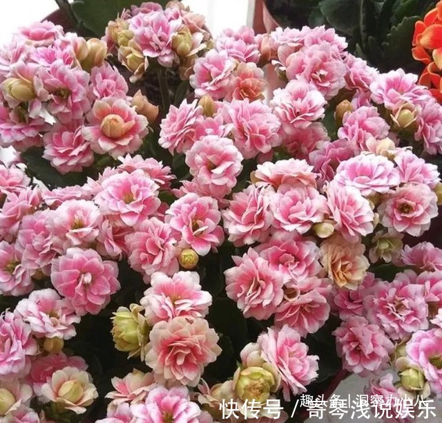 六月养长寿花，这“三位置”提前剪一剪，顺利度夏，天凉开花早