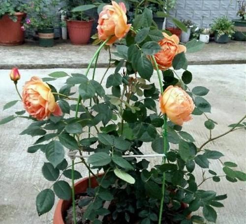 这2样东西,丢了是垃圾,养花却是宝贝,家家户户都有