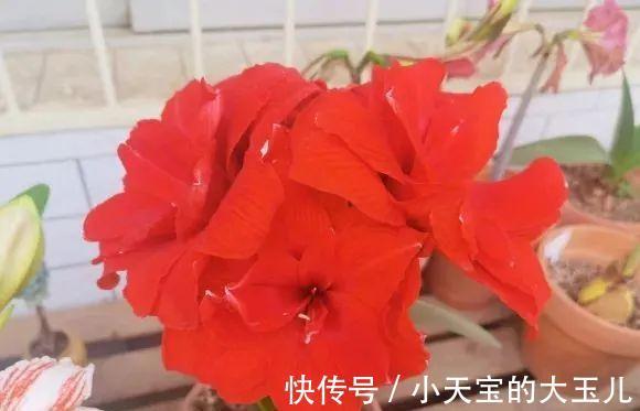 记录一下我养过的花,1000多盆都有啥