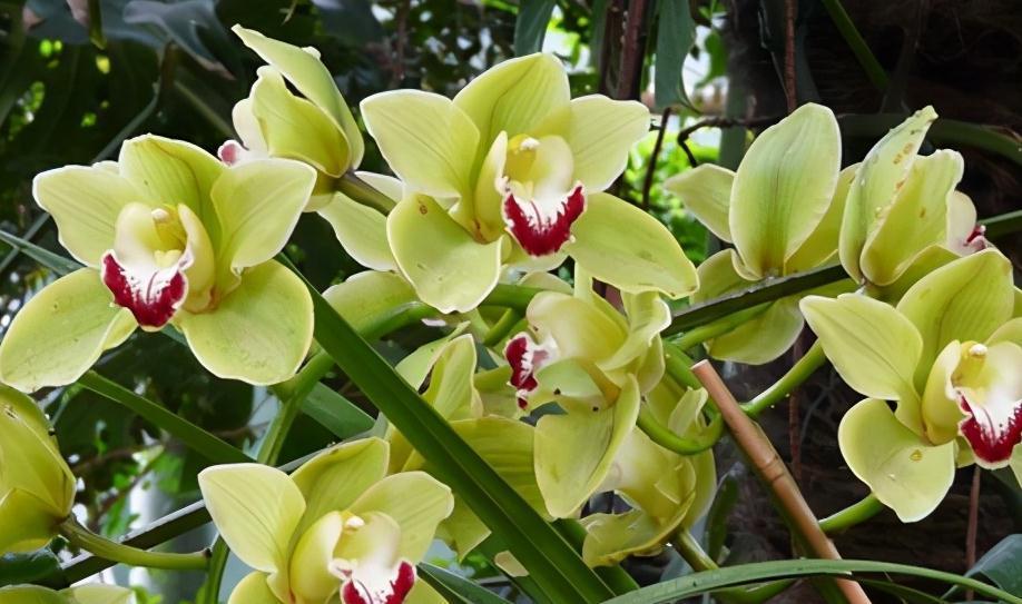 兰花3大配土方法，第三个，超养根