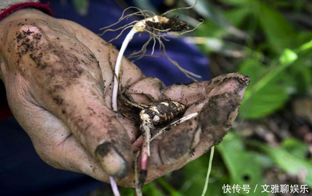 链子|关键时刻掉链子愁人？中医教你两个“土方法”，学会“论持久战”