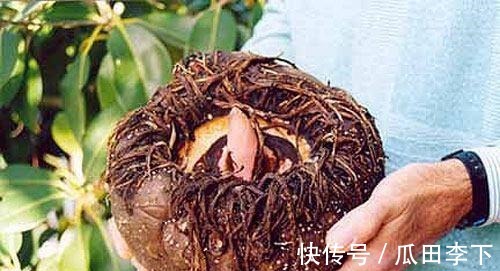 二甲双胍|它是糖尿病“头号克星”, 天然二甲双胍, 早晚吃一口, 血糖不上升