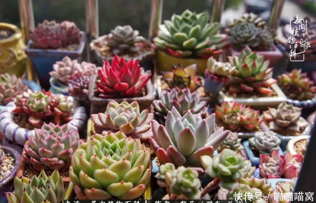 最温暖不过人间烟火,来自逆挂区的多肉!