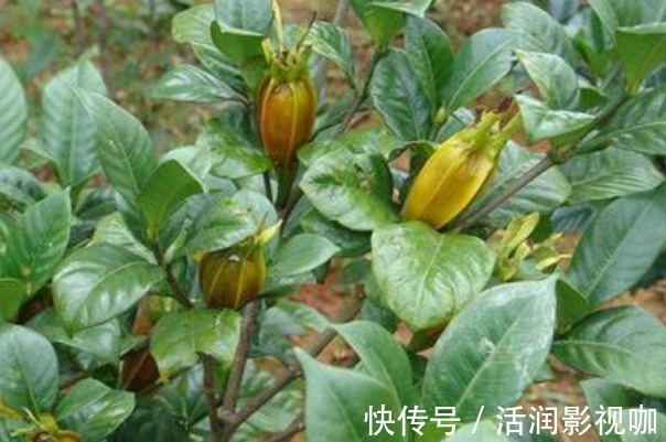 泡水|晚上睡不着此物泡水喝,轻松入睡,打雷都吵不醒