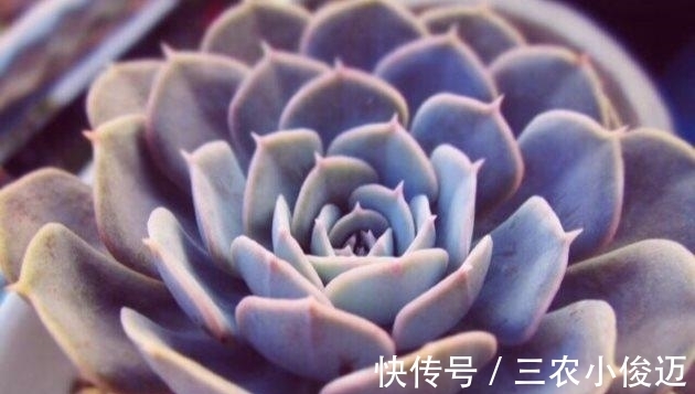 多肉植物|新买的多肉这么养, 不发软不变黄, 长得胖乎乎的