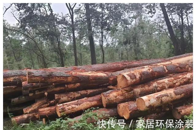 木方|“金九”已现端倪,全国多地建筑木材模板价格上调