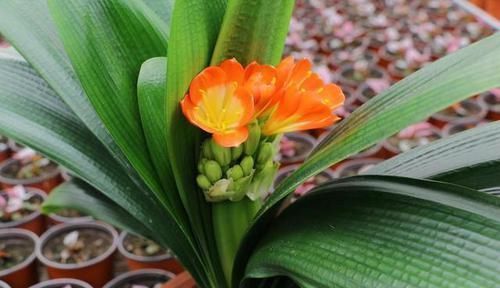 君子兰真的爱喝啤酒吗?听听养花达人怎么说