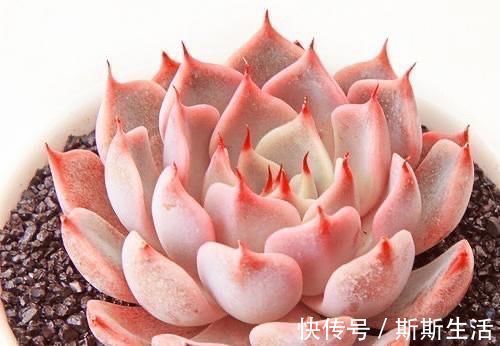 封闭阳台养什么多肉最合适,老花友诚心推荐这12款,省心又漂亮