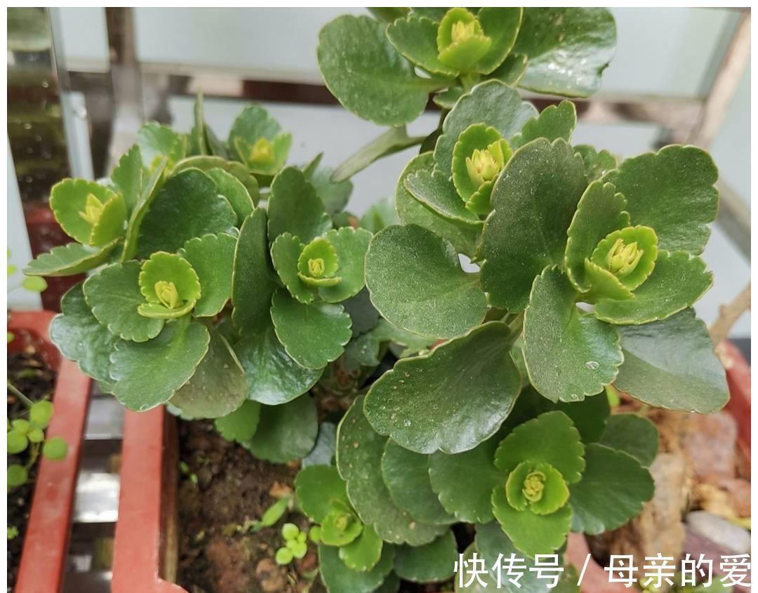 修剪|9月开始，给长寿花多做4件事，让它多冒新芽，孕蕾更多