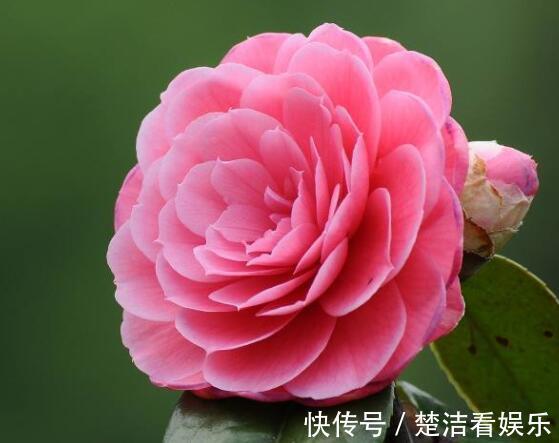 4种公认难养的花，稍有不慎，白忙一场，只剩盆，坑！