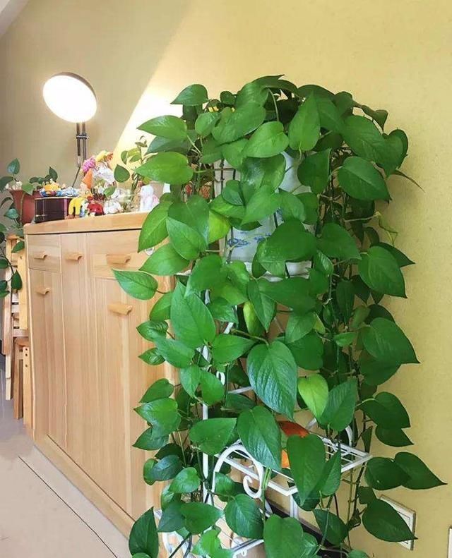 只用|立秋后养绿萝,别只用“清水”,加点它,叶子油绿,一蹿2米长