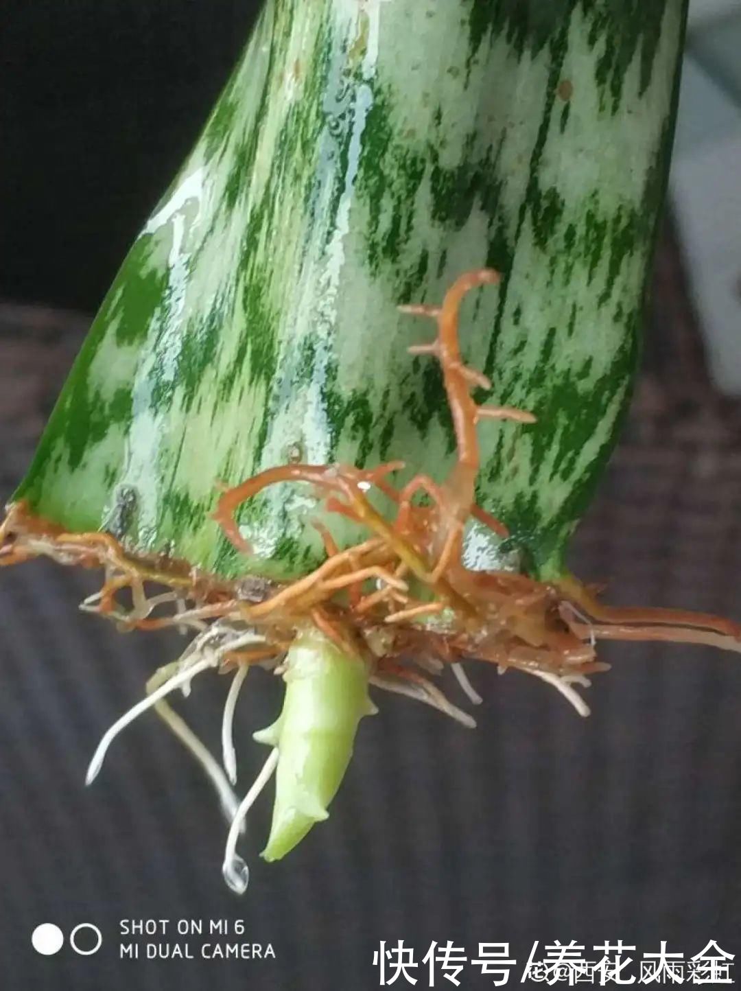 生根|6种花夏天扦插，枝条剁8段、撒土里，3岁小孩都能插活