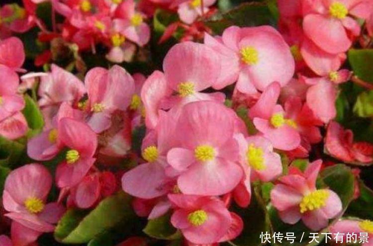 4种富贵花,添福添贵添好运,个个美出状态,花朵迷人