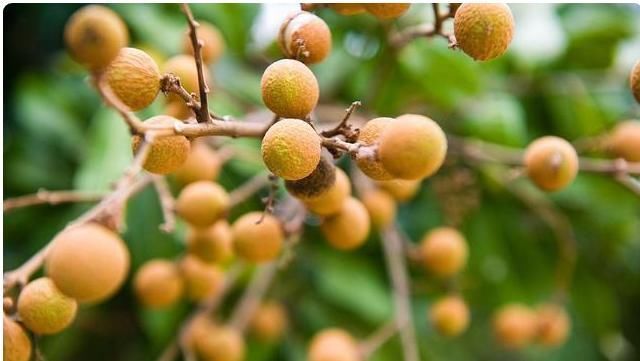 卵巢|女人来例假时，多喝4水，暖宫排污血，子宫也许对你说“谢谢”