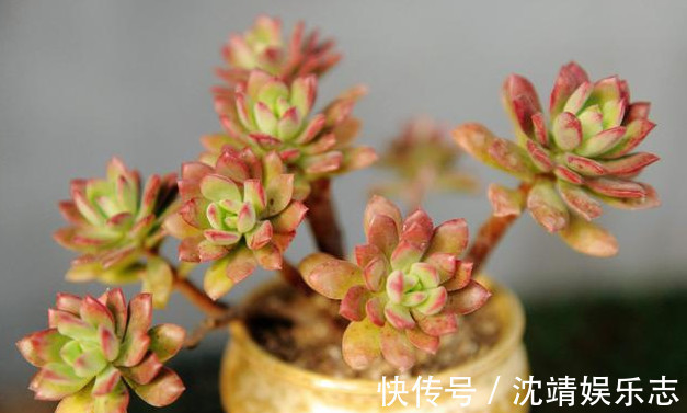 多肉一到夏天就死学会“5招”,安全度夏,叶片饱满,还爆盆了