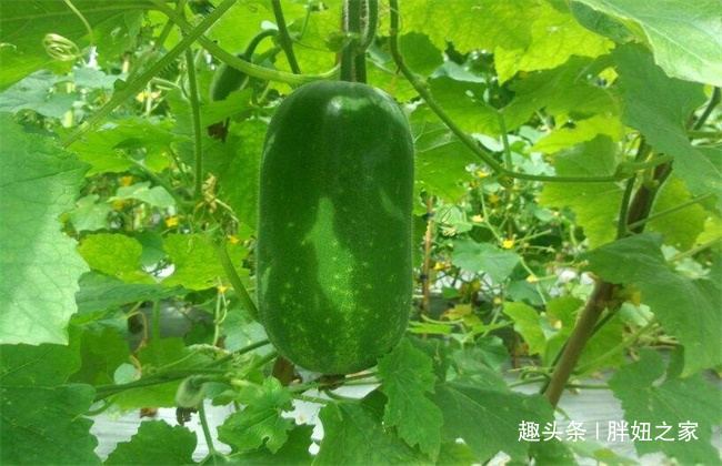 代茶饮|冬瓜皮、冬瓜瓤、冬瓜叶,冬瓜藤的有什么用,赶紧点开看看吧!