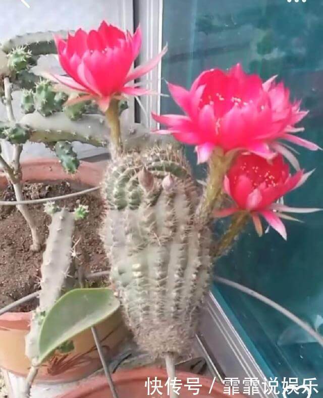 牙签|牙签插个洞,仙人球串一串,插到仙人掌上,串串开花挡不住