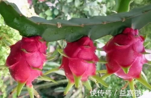 衰老|人到中年推荐常吃以下食物,健脑益智,软化血管,延缓衰老