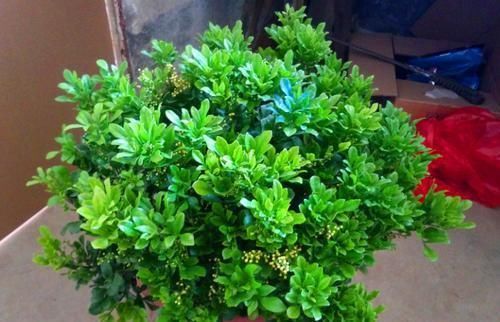 阳台再小,也要养4种花,不仅好养活,而且四季有花赏