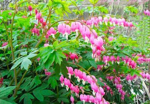 高颜值|家里采光不好也能养花,这几种高颜值花,摆在阳台就能开爆