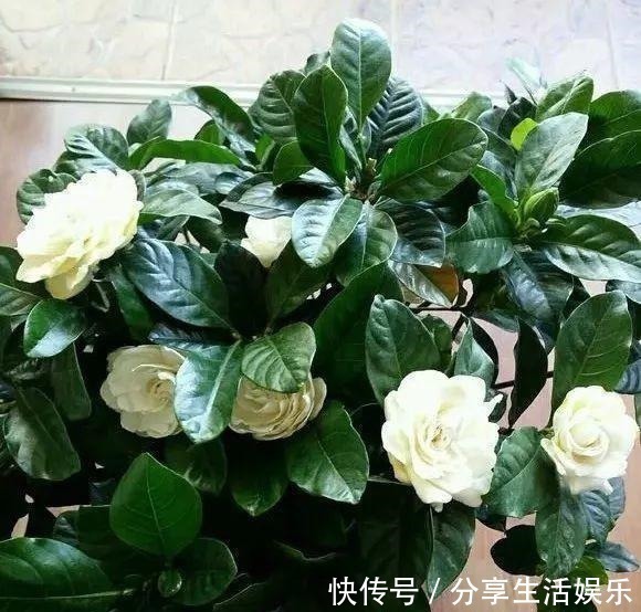 养茉莉花、栀子花,做到“4个多”,2年长成“小树”,开花更多!