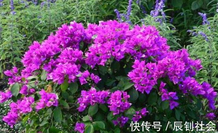 对于开花多次的盆栽，磷酸二氢钾要“搭配”使用，教你2个方法