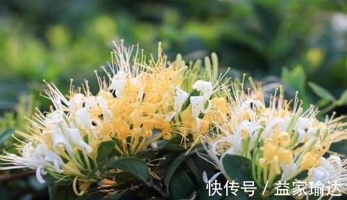 金银花|肝脏毒素的“克星”来了,轮流吃一周,肝脏不“藏”毒,肝火消