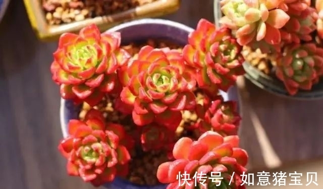 3种多肉很好养,被花友称“热不死”,太阳一晒就“很美”