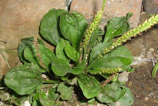 乳腺炎|农村喂猪的野菜，可治痛经，防治疾病，防乳腺炎，你认识吗