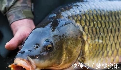 甲醛|这4种鱼，肉里或含有重金属和甲醛，生活中不宜经常吃，建议了解