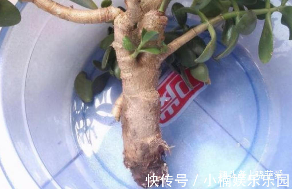 容易被水浇死的“14种花”，手太勤反而养不活