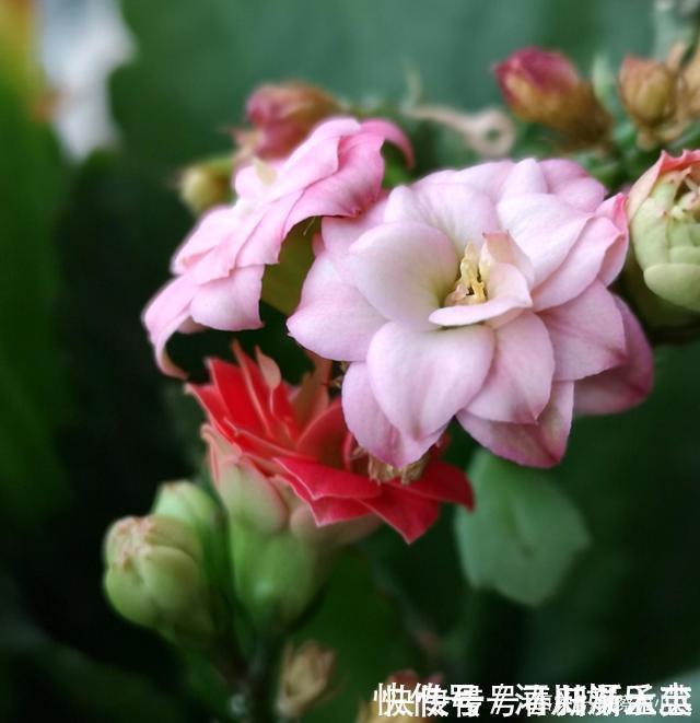 路上遇这“三种花”马上挖回家,遇水易疯长,古代大户人家最爱养