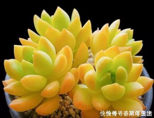 十年老花友|十年老花友的养花技巧:多肉有5怕,及时避免,才能养成肉墩子!
